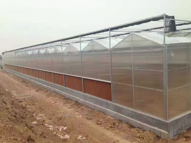 連棟陽光板溫室